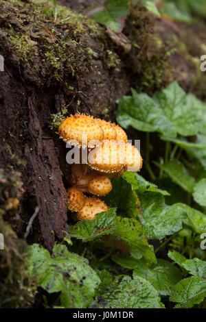 Shaggy Scalecap Pilze auf einem faulenden Baumstamm Stockfoto