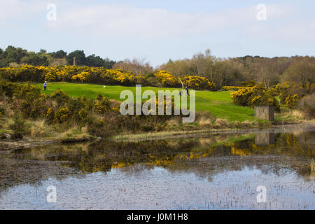 Ein paar Amateur-Golfer auf dem 9. Grün des internationalen Außerbetriebnahme älterer Klasse Dufferin Kurs im Clandeboye Golf Club in Conlg Irland Stockfoto