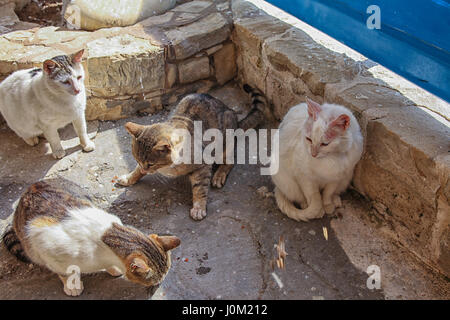 Eine Gruppe von streunenden Katzen auf den Straßen in Griechenland Stockfoto