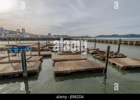 SAN FRANCISCO, USA - 26. Dezember 2016: Seelöwen Pier 39 am Fishermans Wharf - San Francisco, Kalifornien, USA Stockfoto