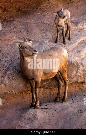 Wilde Pferde im unteren Salt River Tonto National Forest in der Nähe von Mesa, Arizona USA Stockfoto