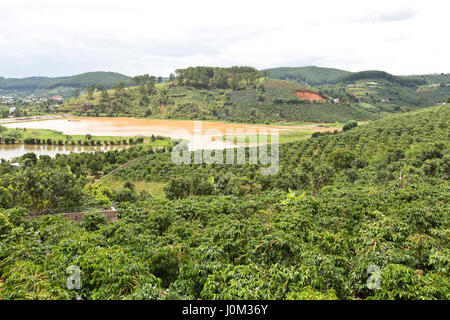 Mit Blick auf die Kaffeeplantage, von mir Linh Kaffeegarten. Stockfoto