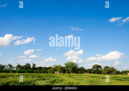 Weizenernte unter dem blauen Himmel und Wolken Stockfoto