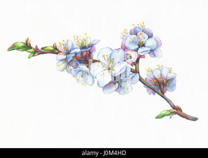 Illustration von Aprikosenzweig mit Blumen. Handgezeichnetes Aquarell. Hintergrund – Aquarellpapier. Stockfoto