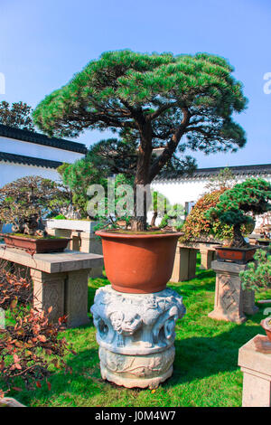 Chinesische Kiefer Bonsai in einem hellen orange Topf in den Garten  Stockfotografie - Alamy