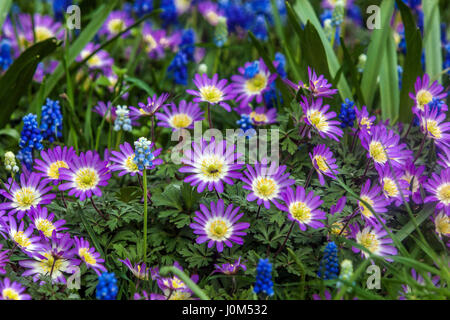 Anemone Blanda „Pink Star“, bekannt als Balkananemone, griechische Windblume oder Winterwindblume in Blüte, Muscari Stockfoto