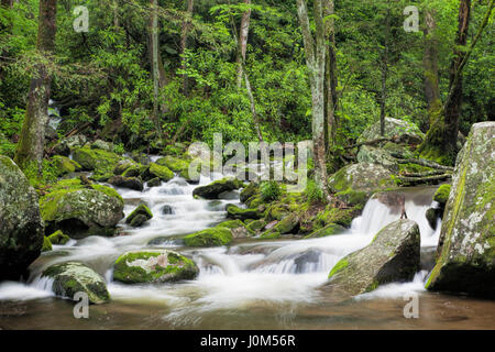 Entspannende Roaring Fork Creek entlang der Roaring Fork Motor Tour in den Great Smoky Mountains Nationalpark Tennessee USA Stockfoto