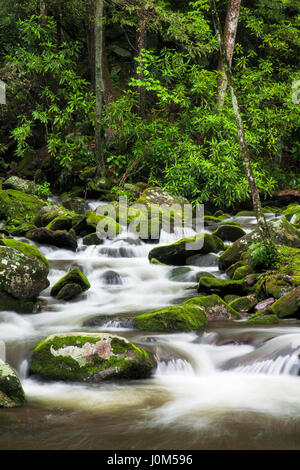 Entspannende Roaring Fork Creek entlang der Roaring Fork Motor Tour in den Great Smoky Mountains Nationalpark Tennessee USA Stockfoto