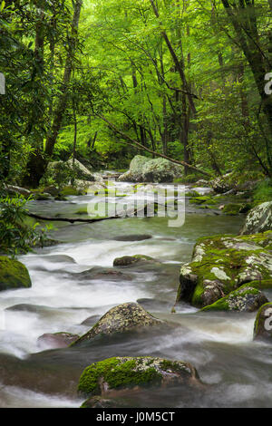 Entspannende Roaring Fork Creek entlang der Roaring Fork Motor Tour in den Great Smoky Mountains Nationalpark Tennessee USA Stockfoto