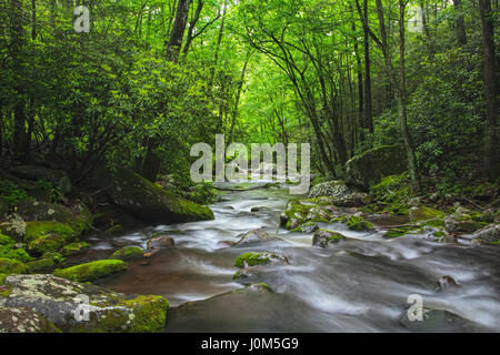 Entspannende Roaring Fork Creek entlang der Roaring Fork Motor Tour in den Great Smoky Mountains Nationalpark Tennessee USA Stockfoto