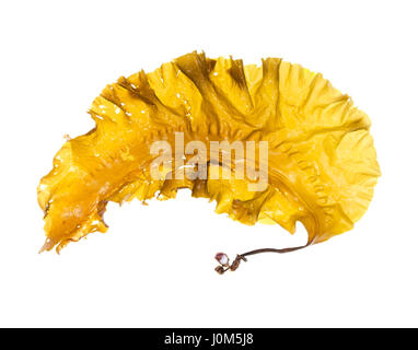 Saccharina Latissima (Sugar Kelp) mit Holdfast befestigt an einem Pantoffel Shell (Crepidula Fornicata); auf eine leichte Box/weißer Hintergrund fotografiert. Stockfoto