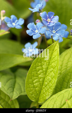 Blauäugige Mary, Ompalodes verna, Navelwort kriechendes Forget-Me-Not Stockfoto