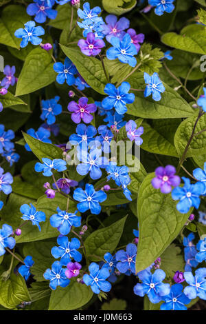 Blue eyed Mary, Omphalodes Verna, Navelwort Stockfoto