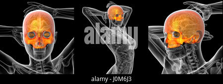 3D Rendering medizinische Illustration des menschlichen Schädels Stockfoto