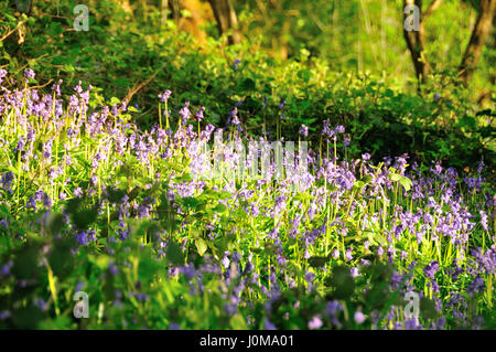 Bluebell (Hyacinthoides non-scripta) im Sonnenschein in Wäldern, England, Großbritannien Stockfoto