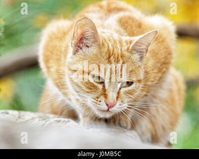 Gelbe Katze sitzen in der Laib Pose im Herbst Park, die Augen, die halb geschlossen, und sein Körper sieht aus wie ein Herz. Stockfoto