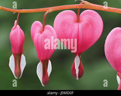 Frühling Blumen Serie, Tränendes Herz Blume, Dicentra spectabilis Stockfoto