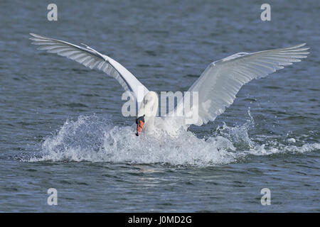 Höckerschwan Landung im Wasser in seinem Lebensraum Stockfoto