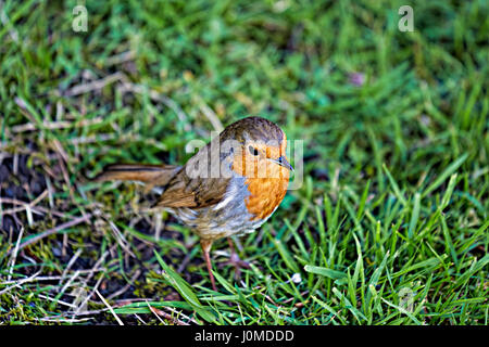 Robin Vogel auf Gras Stockfoto