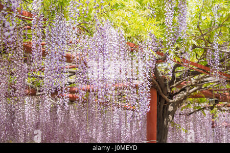 Frühling Blumen Serie, Glyzinien Spalier im Garten Stockfoto