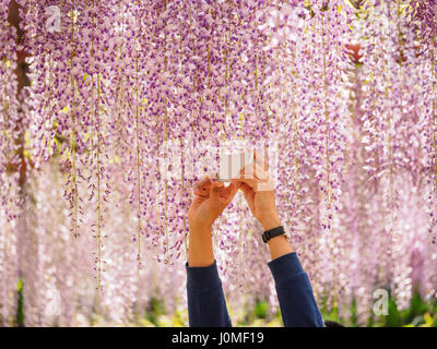 Touristen fotografieren im Garten Glyzinien. Stockfoto