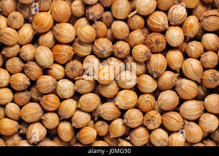 Koriander (Coriandrum Sativum) Früchte hautnah. Full-Frame zu schießen. Stockfoto