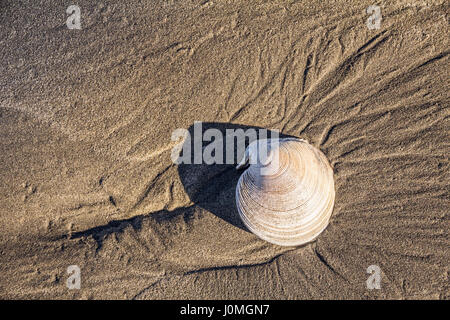 Shell am goldenen Sandstrand in Neuseeland.  Oberfläche der Schale zeigt geriffelte Kurven, während Sand zarte Ablaufverfolgung von rieselt von der zurückweichenden gebildet hat Stockfoto