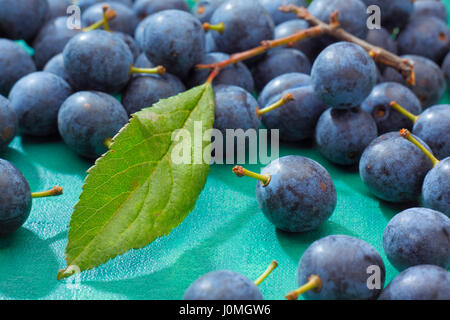 Blackthorn Früchte liegen auf Smaragd lackiert Textile Hintergrund Stockfoto