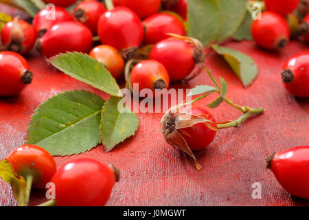 Wildrose Früchte Früchte auf rot bemalte Textilien Hintergrund liegend Stockfoto