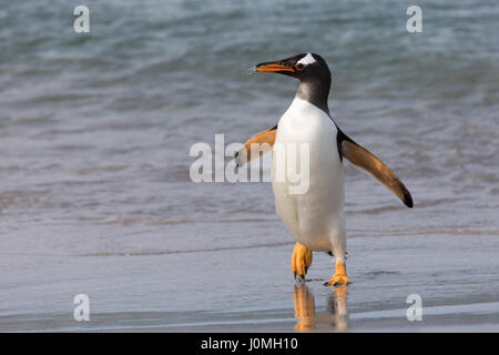 Gentoo Penguin auf Bleaker Island Stockfoto