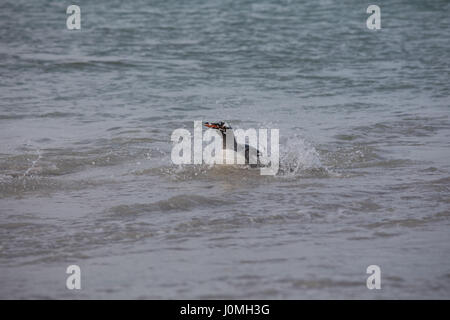 Gentoo Penguin auf Bleaker Island Stockfoto