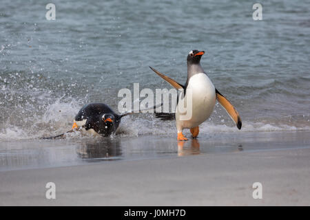 Gentoo Penguin auf Bleaker Island Stockfoto