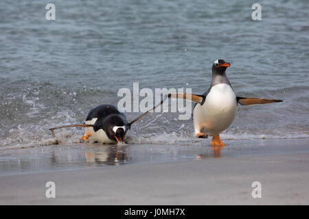 Gentoo Penguin auf Bleaker Island Stockfoto