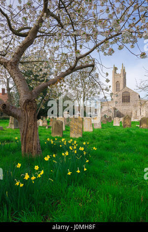 Spring UK England, Blick auf die Frühlingsnarzissen im Friedhof der St. Mary's Church in Bungay, Suffolk, England, Großbritannien Stockfoto