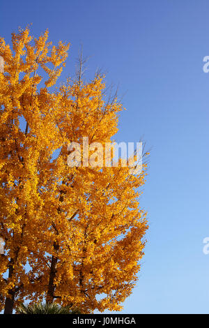 Baum Robinia Pseudoacacia im blauen Himmel Stockfoto