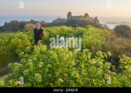 Abendspaziergang bei Sonnenuntergang im Ladies Parlour von Hastings Castle, East Sussex, England, Großbritannien, Großbritannien, GB, im Frühling durch Smyrnium olusatrum Stockfoto