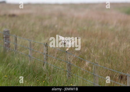 Kurze Eared Eule; ASIO Flammeus auf Zaun-Pfosten-Orkney Single; Schottland; UK Stockfoto