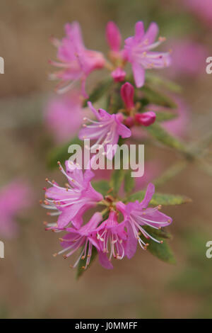 Rhododendron Scabrifolium var. spiciferum Stockfoto