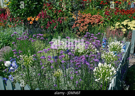 Detail einer gemischten Garten Grenze einschließlich Agapanthus, Vebena Bonariensis und Achillea Stockfoto