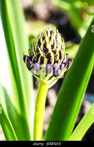 Scilla Peruviana Blume gerade Stockfoto