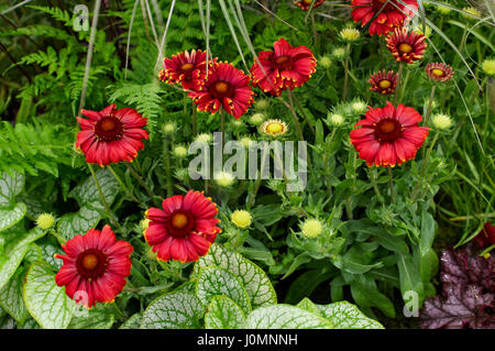 Nahaufnahme einer Blüte Grenze mit Gaillardia Aristata 'Sunburst' Stockfoto