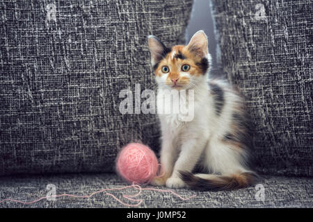 Süße Kätzchen mit Knäuel Wolle auf sofa Stockfoto