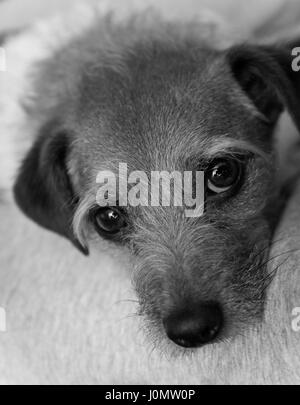 Schwarz / weiß-Jack-Russell-Terrier Stockfoto