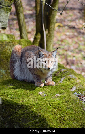 Porträt des jungen Eurasischen Luchs sitzen ruht auf Motten Stein im Wald unter Bäumen, Blick in die Kamera, niedrigen Winkel Ansicht schließen Stockfoto