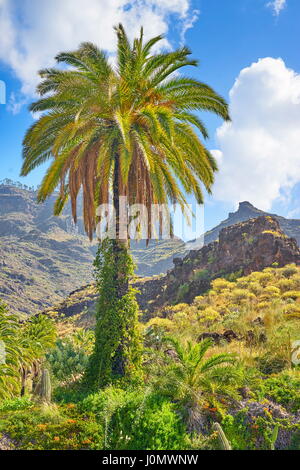Kanarischer Landschaft mit einsamen Palme, Gran Canaria, Kanarische Inseln, Spanien Stockfoto
