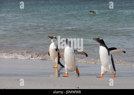 Gentoo Penguin auf Bleaker Island, Falkland-Inseln Stockfoto