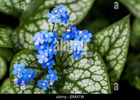 Sibirische bugloss Brunnera Jack Frost Stockfoto