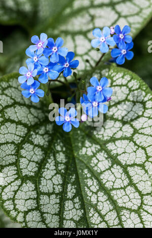 Sibirische bugloss Brunnera macrophylla Jack Frost Stockfoto