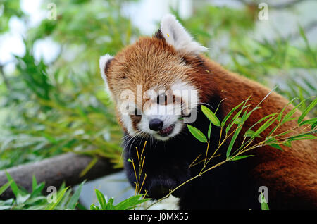 Süße rote Panda oder auch kleinere Panda. Stockfoto