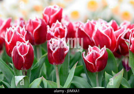 Arabischen Lady Red Tulip Blumen selektiven Fokus Stockfoto